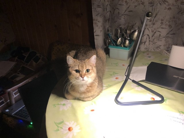Котовторник?! Коты во вторник!