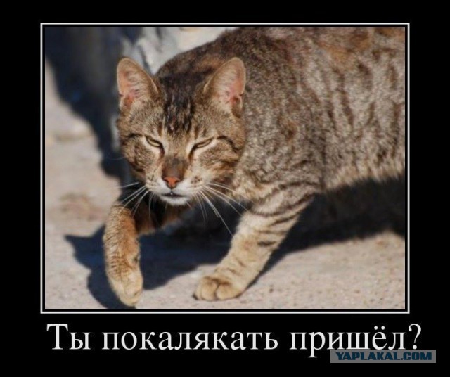 Смотрящий на районе
