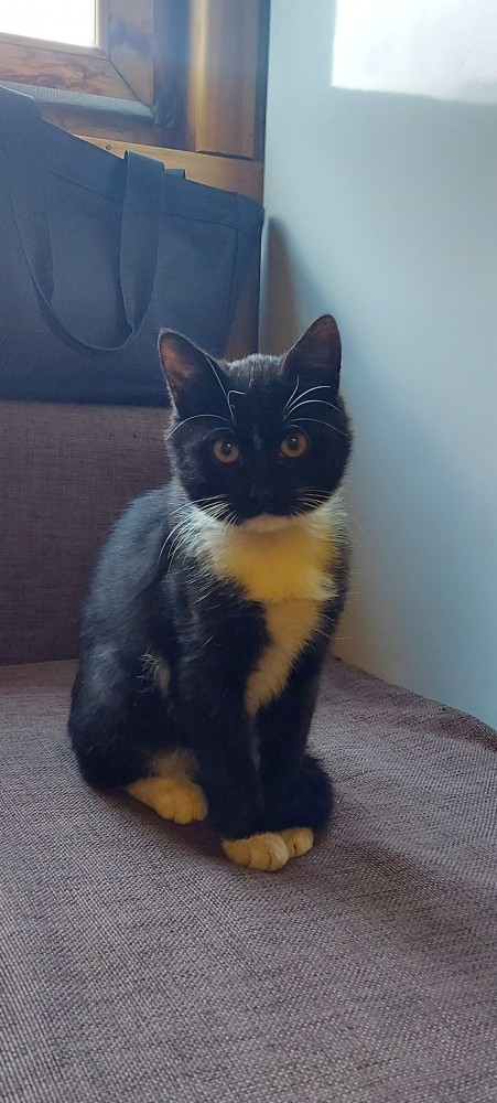 На утро котовтоника!