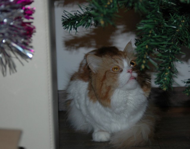 Кот, который не любит Новый год