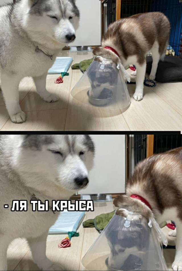 Бредзона 05.06.21