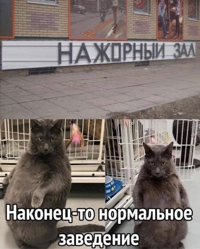 Картинки и мемы для настроения