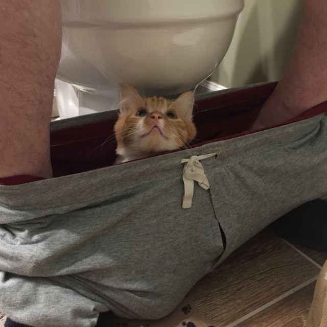 Котам начхать на вашу приватность
