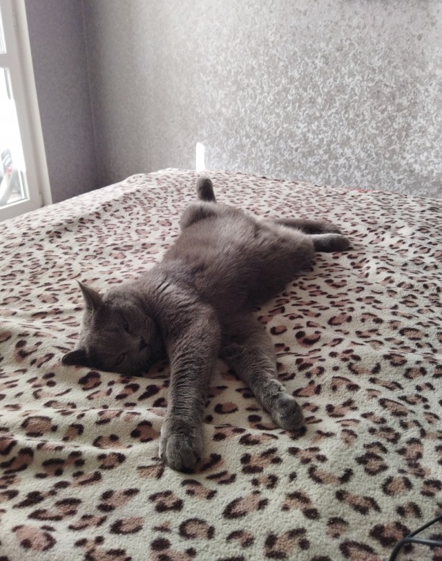 Котовторник так котовторник