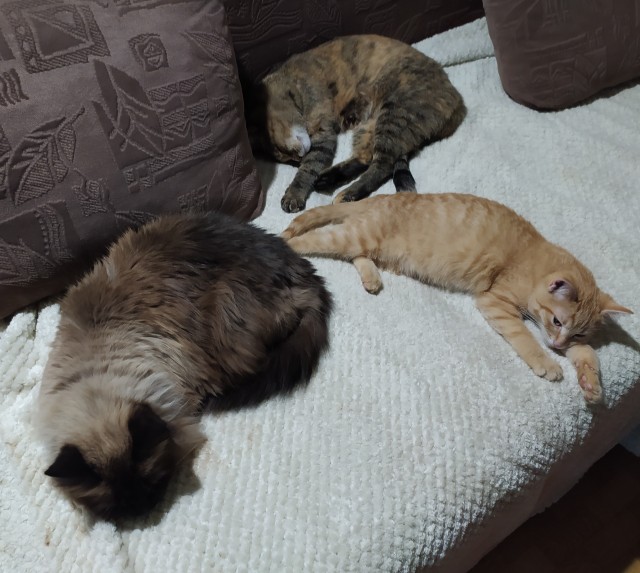 Котовторник 21.12.21