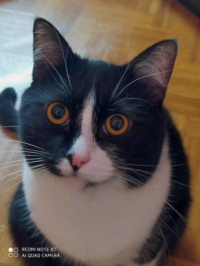 Котовторнику посвящается