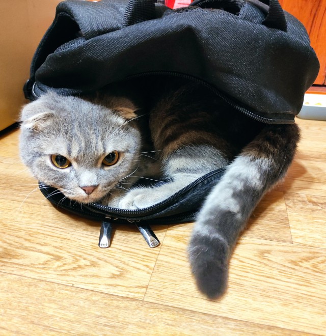 Коты. Филя, Пуся, Вася