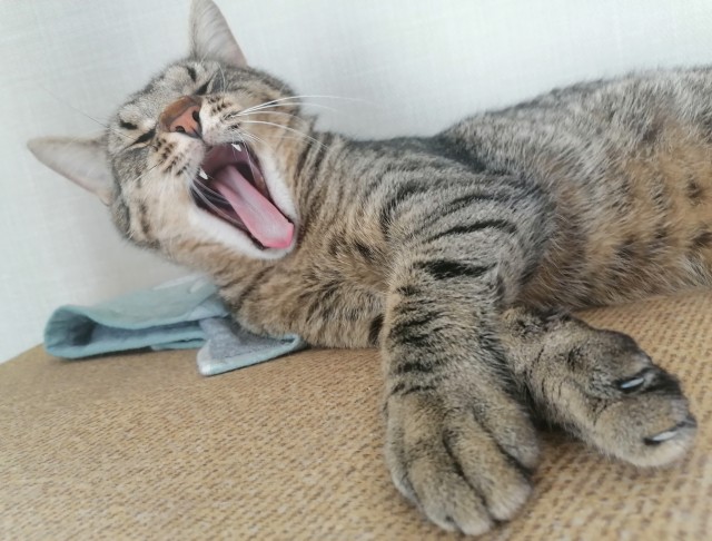 Котовторник ведь начался!
