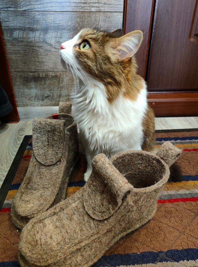 Немного милоты в котовторник