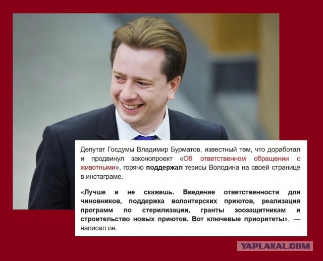 Стая собак терроризирует жителей Верхней Пышмы