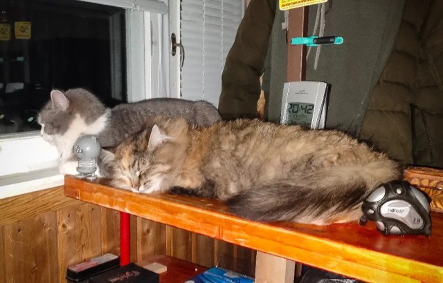 Начинаем котовторник.