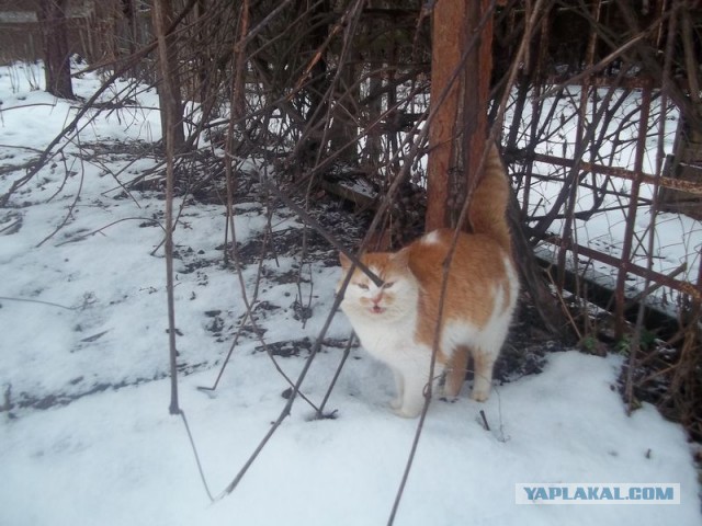 Жизнь домашнего приюта для котеек 432