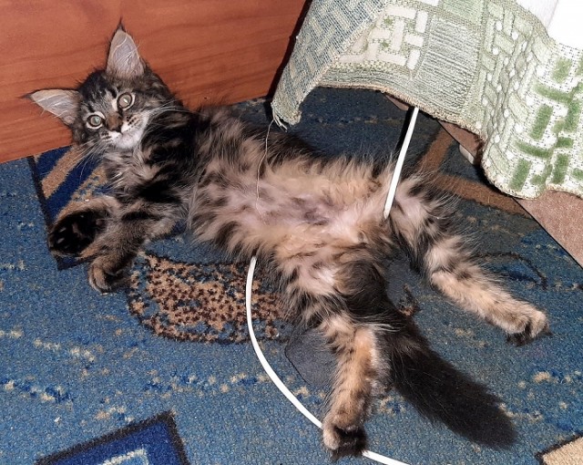 Королева подиума