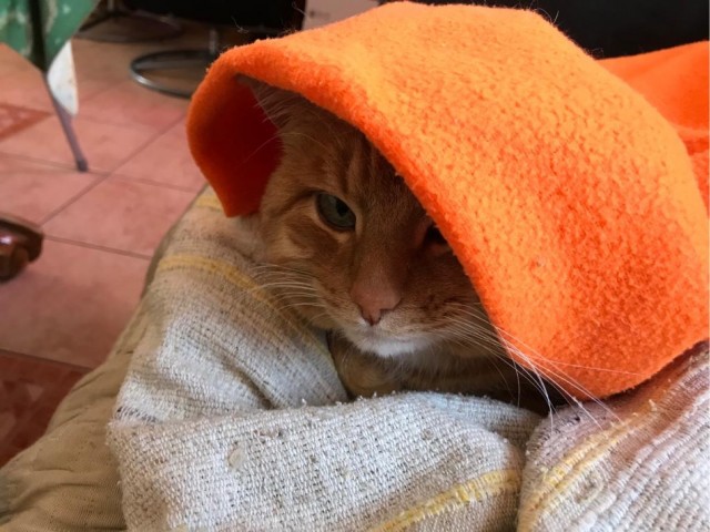 Много дел у кота на даче...