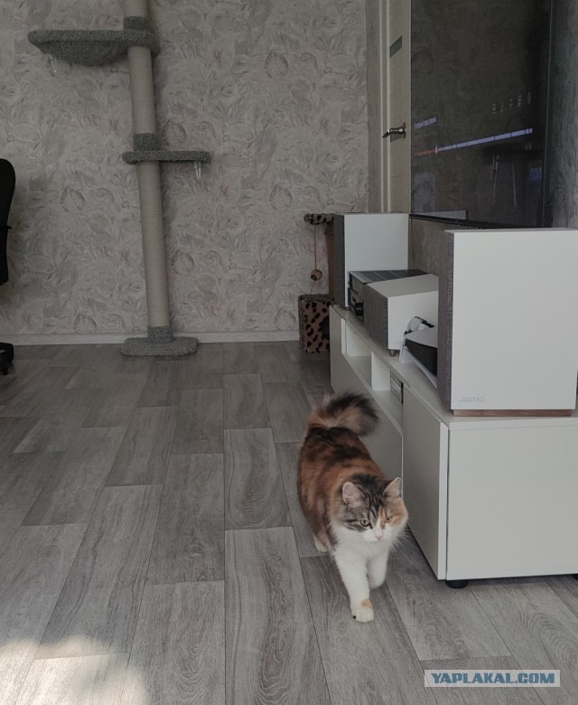 Котик любит овощи