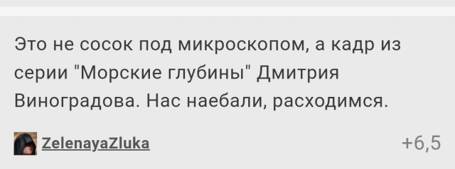 Женский сосок