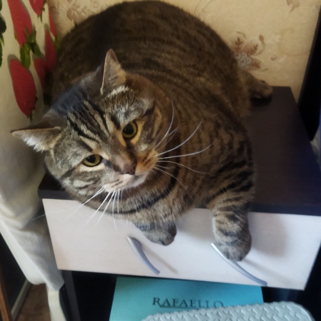 Грустный котовторник