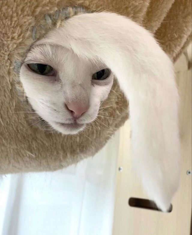 Кошачьи выкрутасы