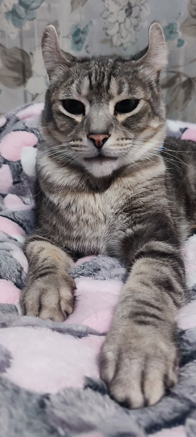 Всех с котовторником
