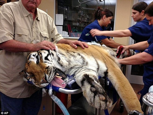 Из тигра вытащили два килограмма комков шерсти