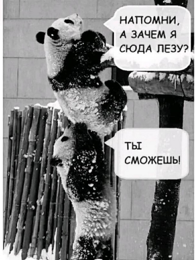 Веселые картинки в понедельник (11.11)
