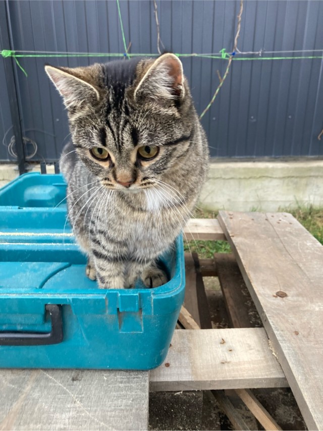 Последний котовторник в этом году