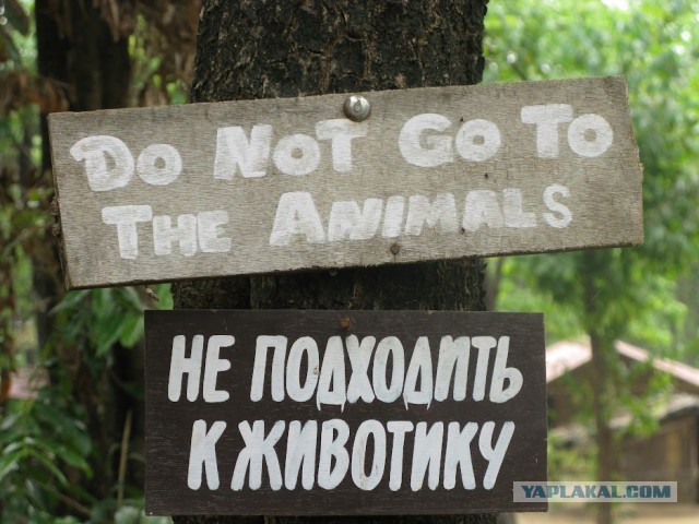 Мои длинные Гоанские каникулы