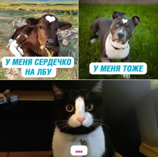 Веселое настроение в картинках (13.07.2025)