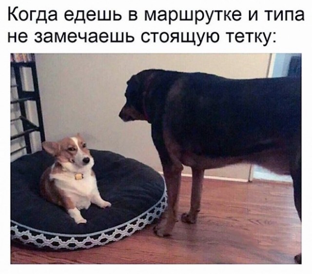 Веселые картинки в маленькую среду (30.07)