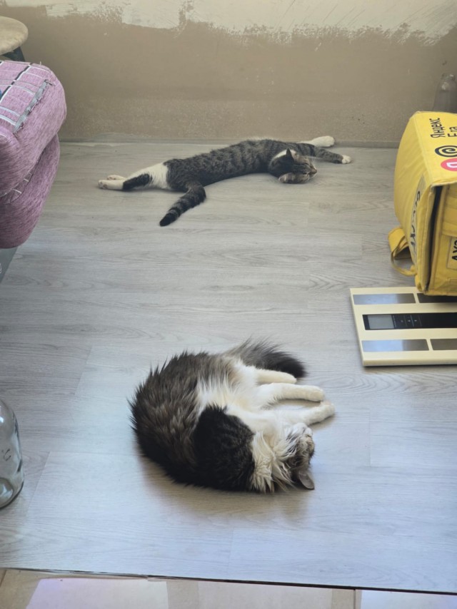 Котовторник. Дорофей!