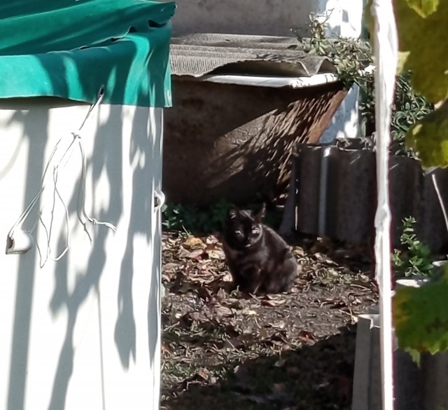 Кошаки