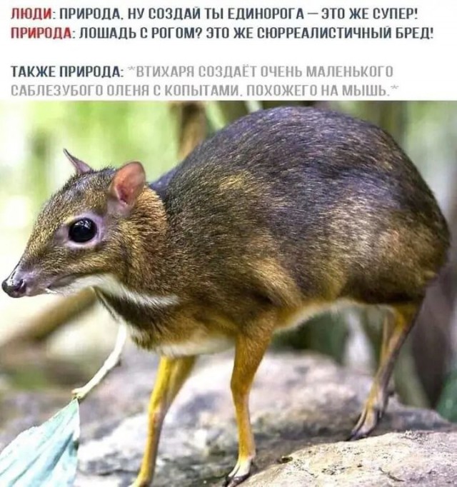 Среда обитания 0.1