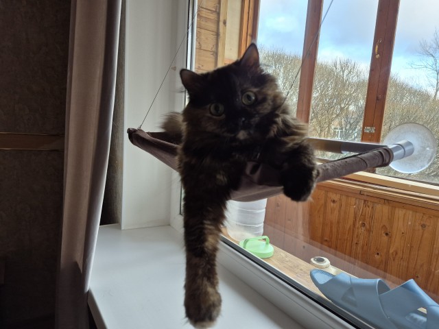 Котовторник