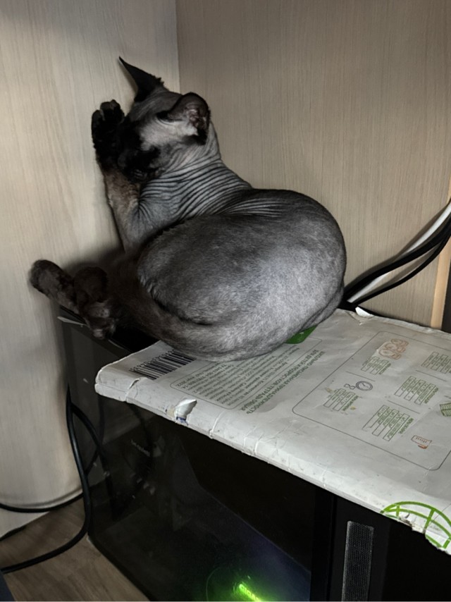 Котовторник 16.12.2025