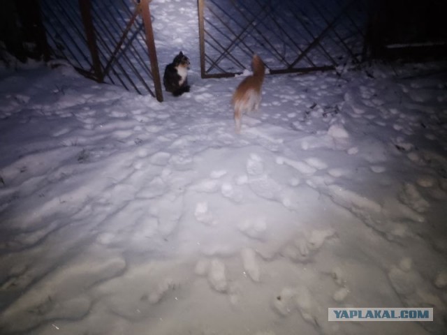 Жизнь домашнего приюта для котеек 568