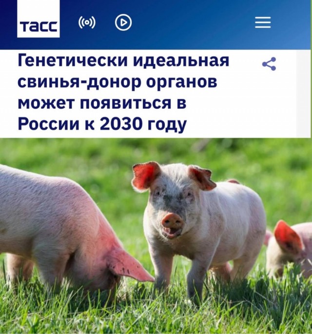 Россияне смогут бесплатно пересадить себе органы свиней — услуга будет доступна по ОМС.