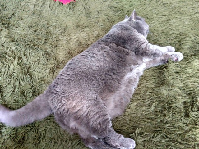 Котофторник жеж