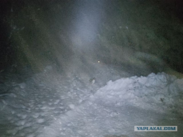 Жизнь домашнего приюта для котеек 572