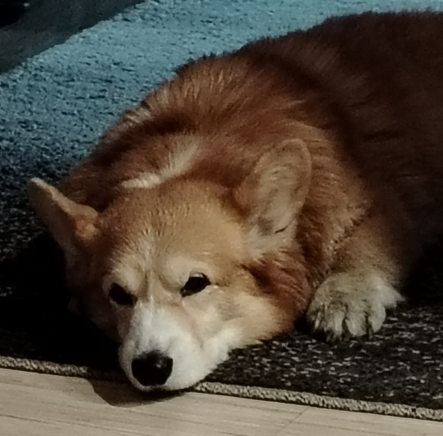 Собакочетверг же, но кошку из фото не выкинешь