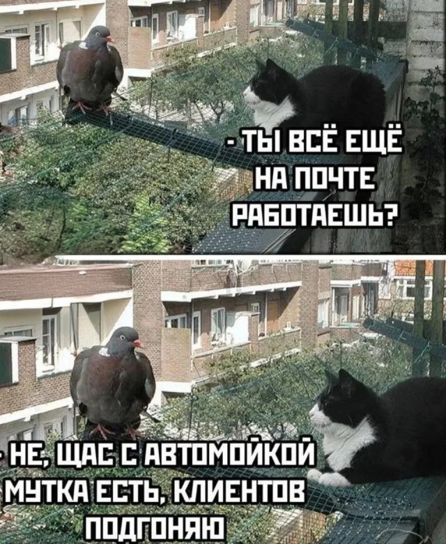 Веселые картинки в понедельник (29.06)