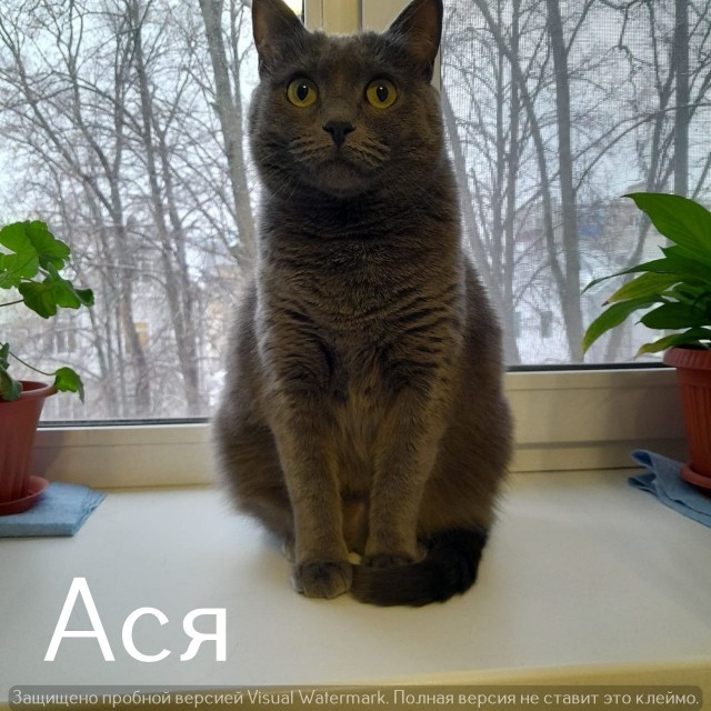 Жизнь домашнего приюта "Котоленд" 565