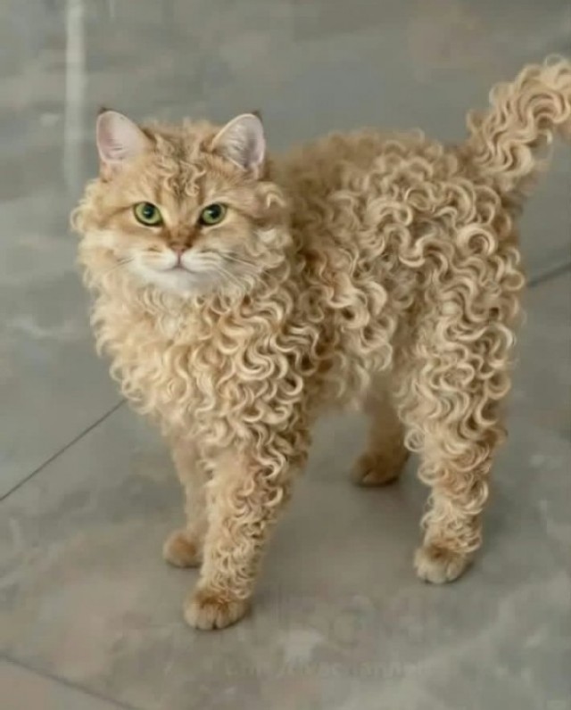 Котеек необычных псто