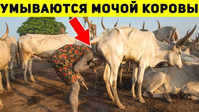 Нигер, Нигерия... Да какая разница, все они там людоеды