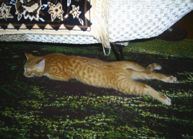 Котовторник   31.12.  2013