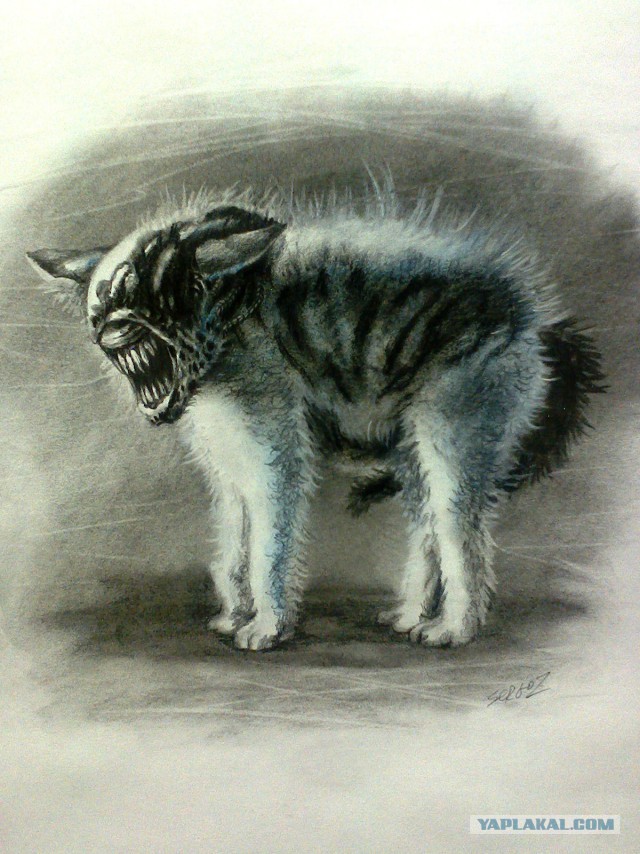 "Чужие"котики.