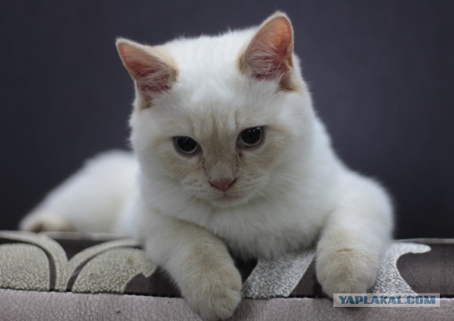 Котовторник 18.03.2014