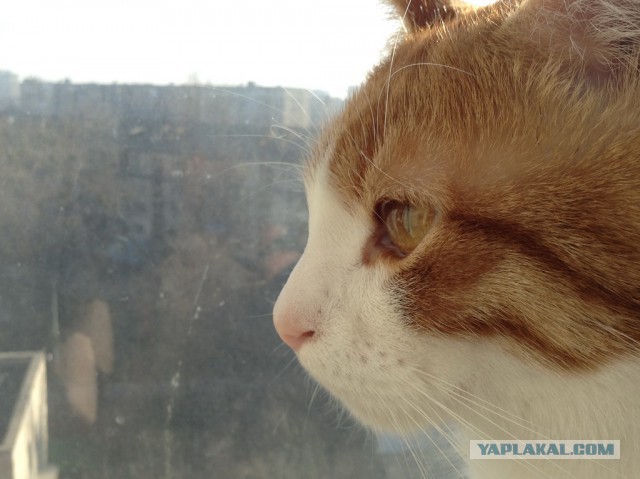 Котовторник 18.03.2014