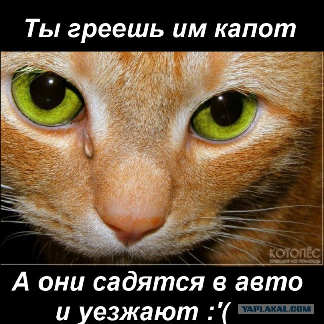 Утренний пофигист