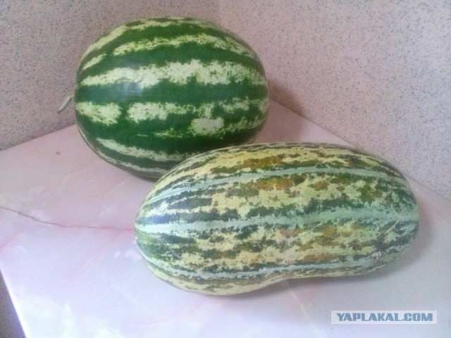 Кызылорда
