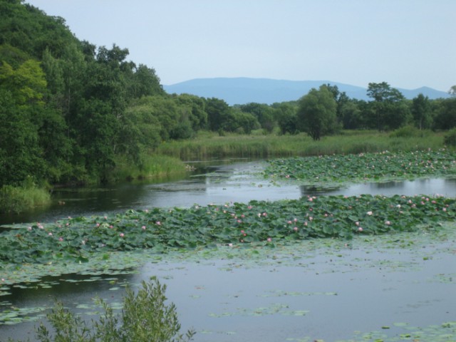 Дикари